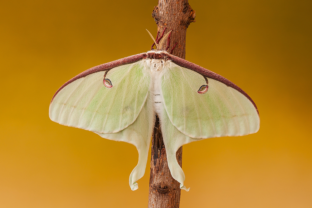 Actias luna