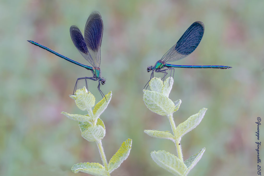 Calopteriyx Splendens  in coppia