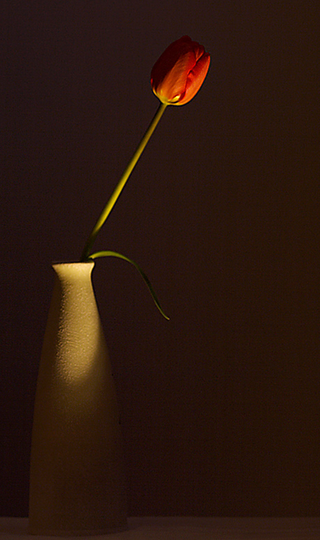 Flower and spot light