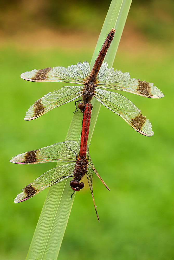 Sympetrum pedemontanum