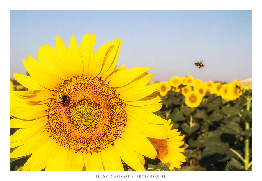 Volteggiando tra i girasoli
