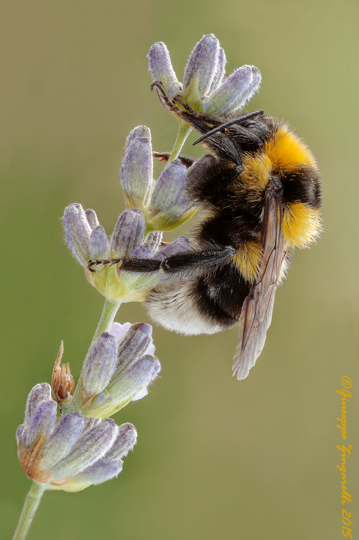 Il bombo sulla lavanda 2