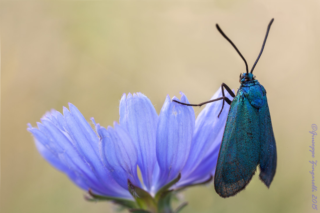 Adscita statices Linnaeus 1758