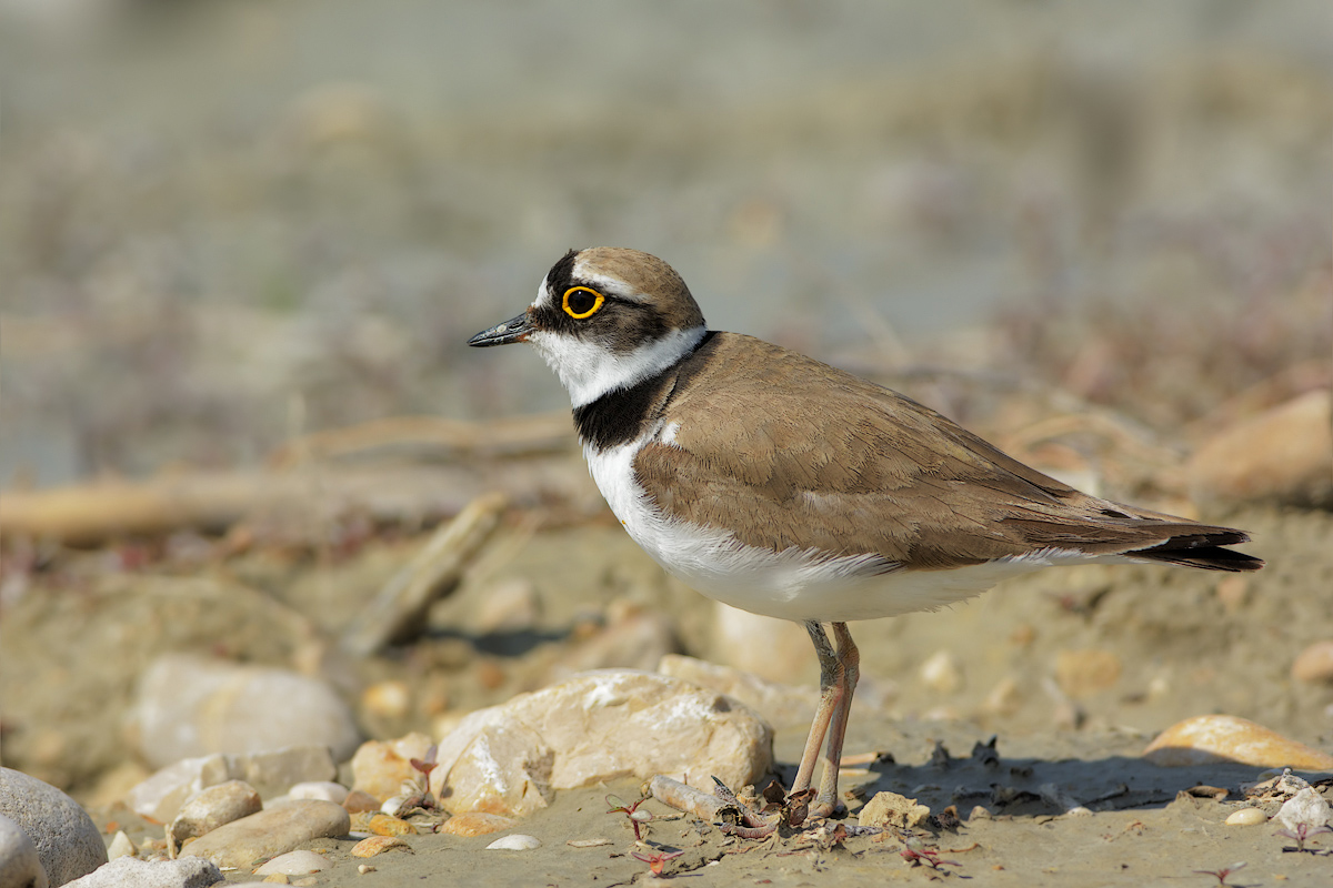 Corriere piccolo (Charadrius dubius)