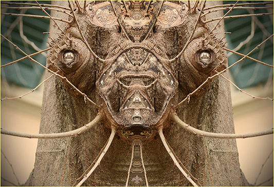 Pareidplia di olmo � 2015