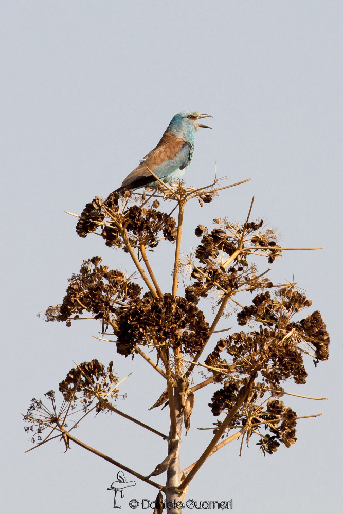 Ghiandaia marina (Coracias garrulus)