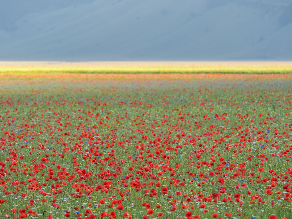 Castelluccio di norcia