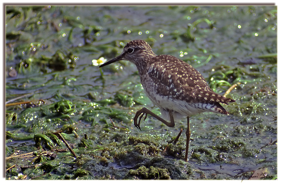 Piro piro boschereccio?