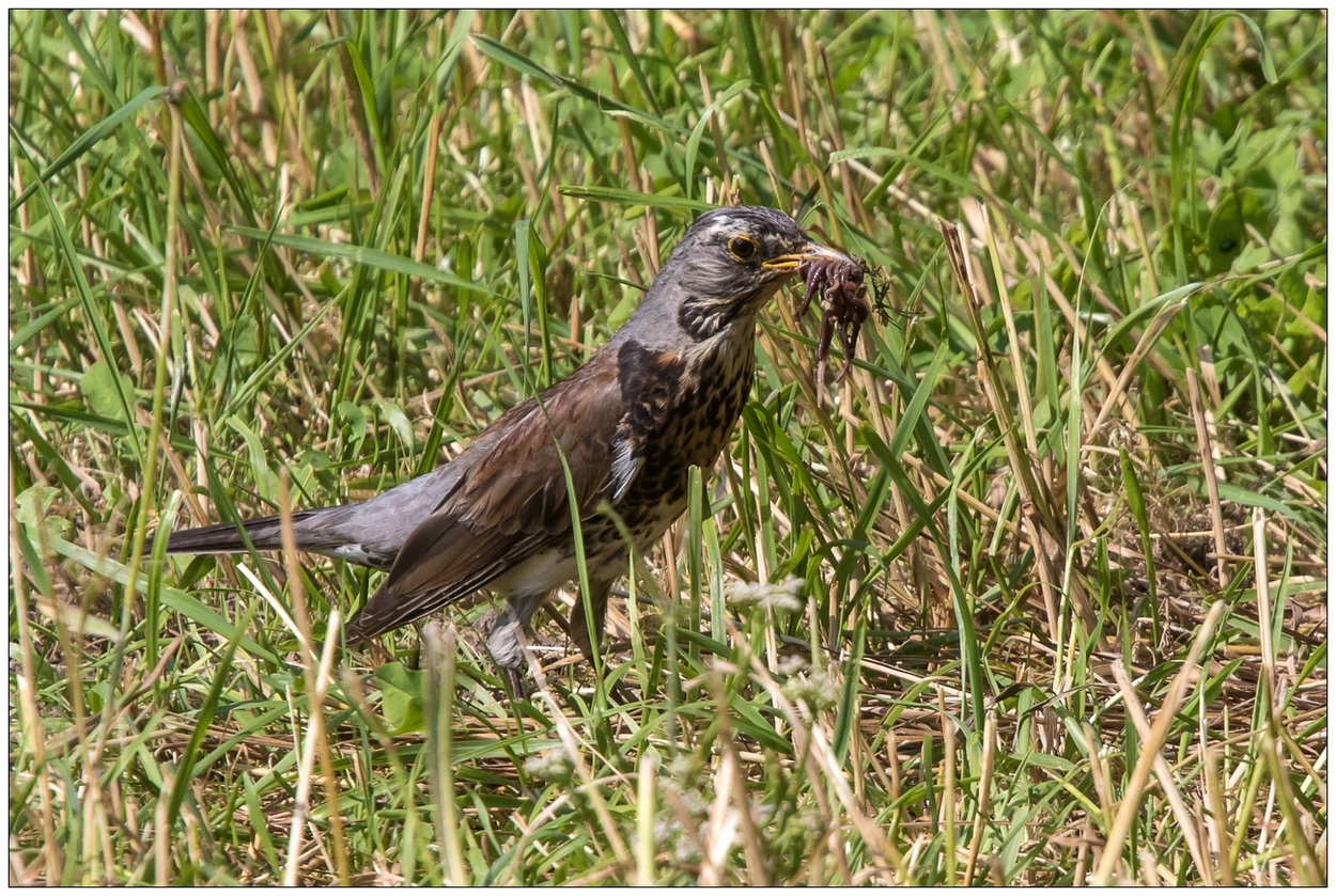 Cesena o Turdus pilaris.