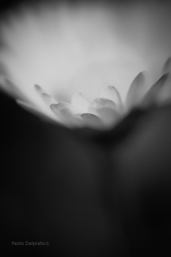 Non faccio foto di fiori