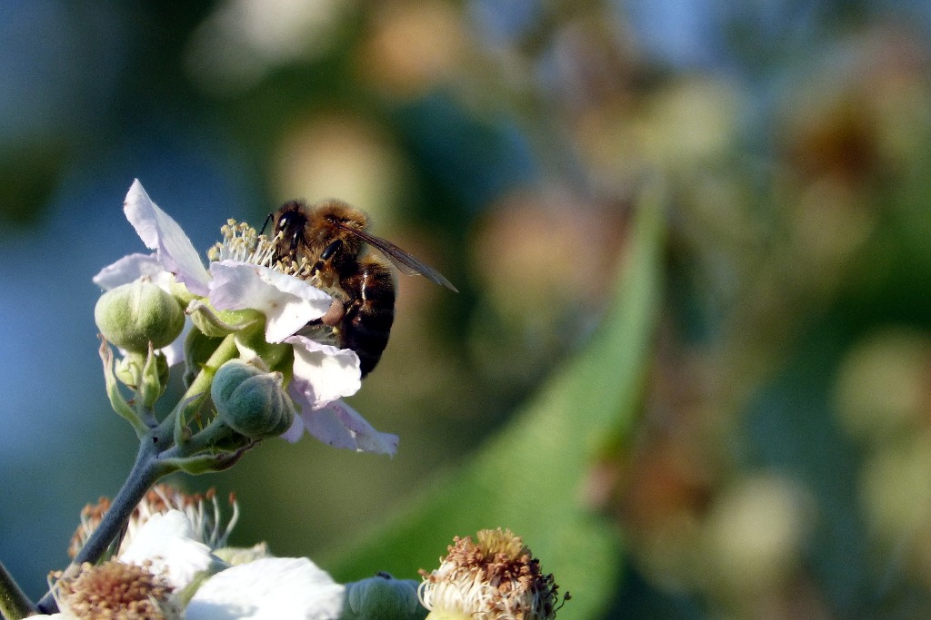 Ape su fiore - Macro