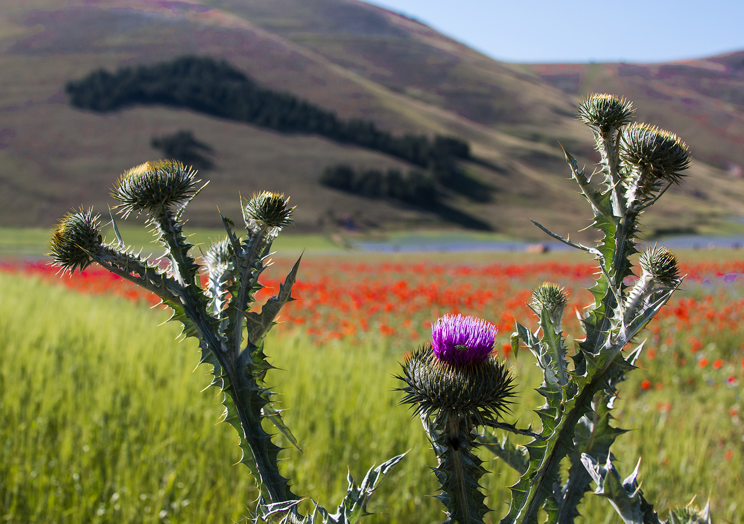 Italia tra spine e colori