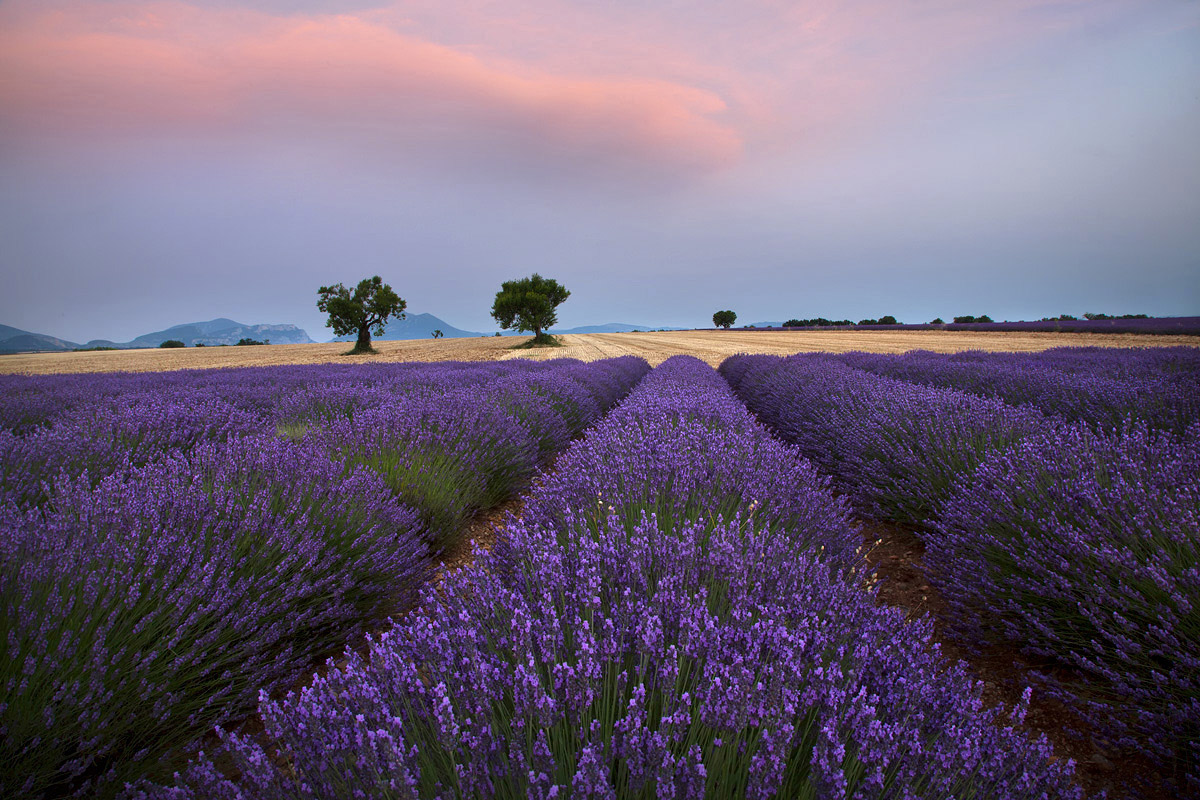 Plateau de Valensole