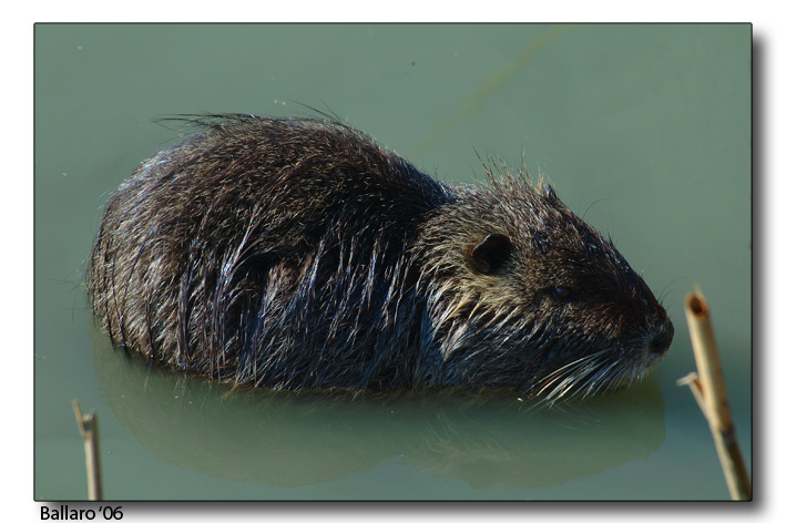Nutria