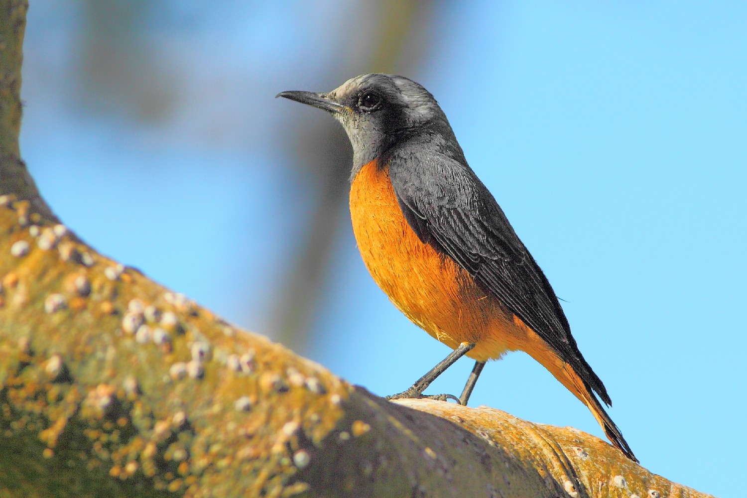 Codirossone corona chiara - maschio