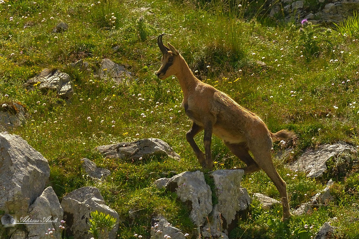 Rupicapra pyrenaica ornata