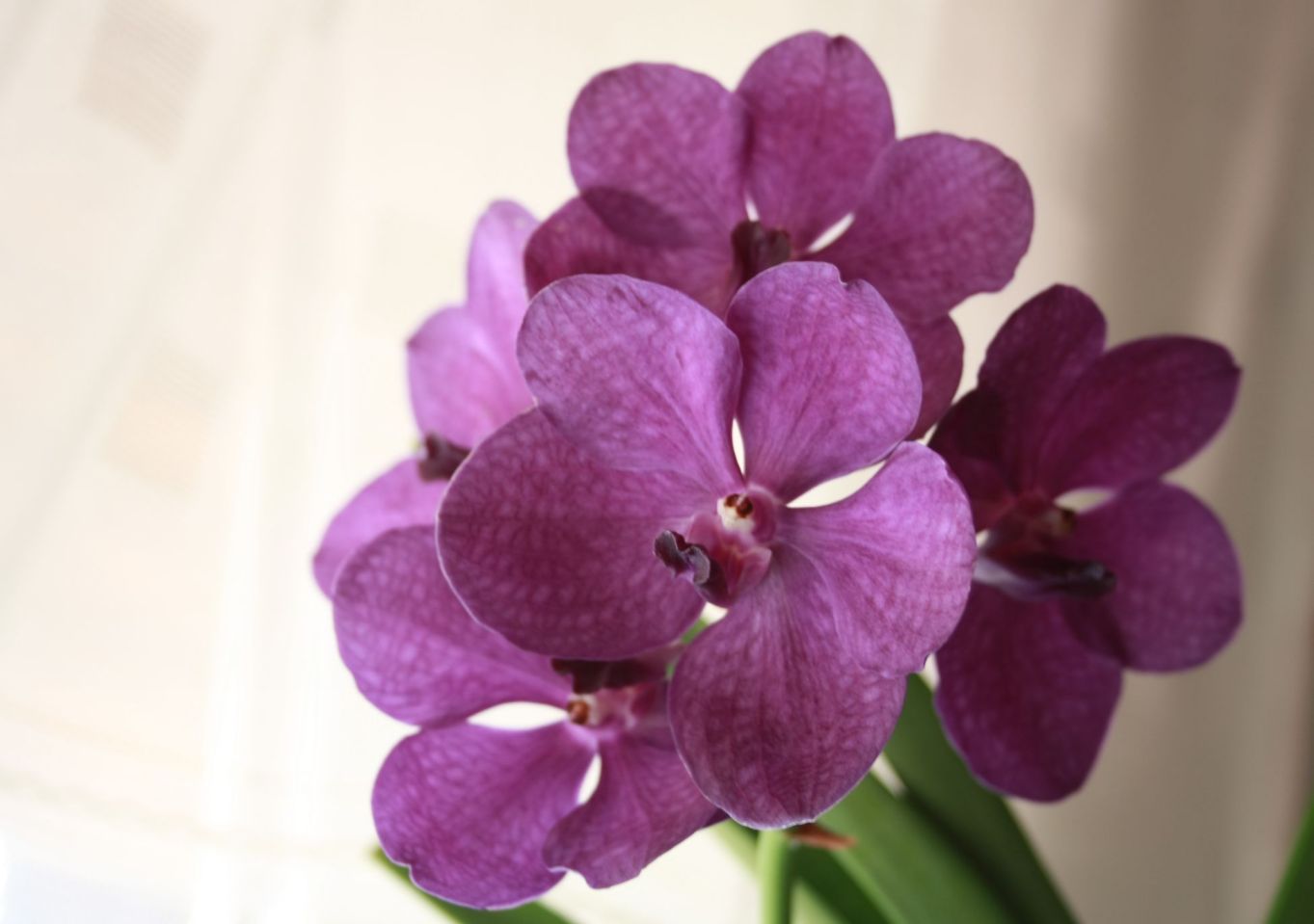 vanda cerulea (ibrido)