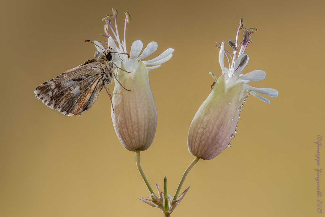 La Pyrgus e la formichina