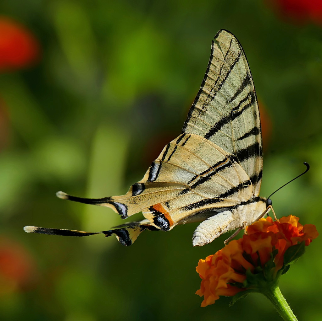 *** Macro Dinamica ***