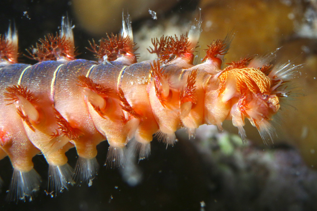 Parrucchino psichedelico