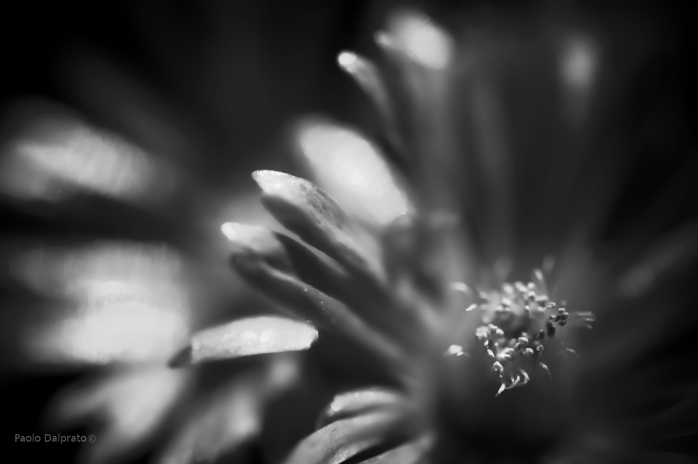 Non faccio foto di fiori