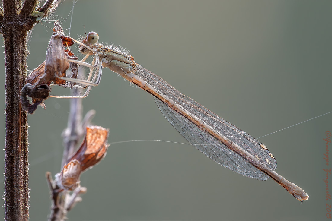 Platycnemis pennipes