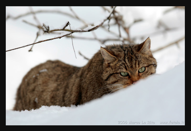 e io mi nascondo...mi vedi?