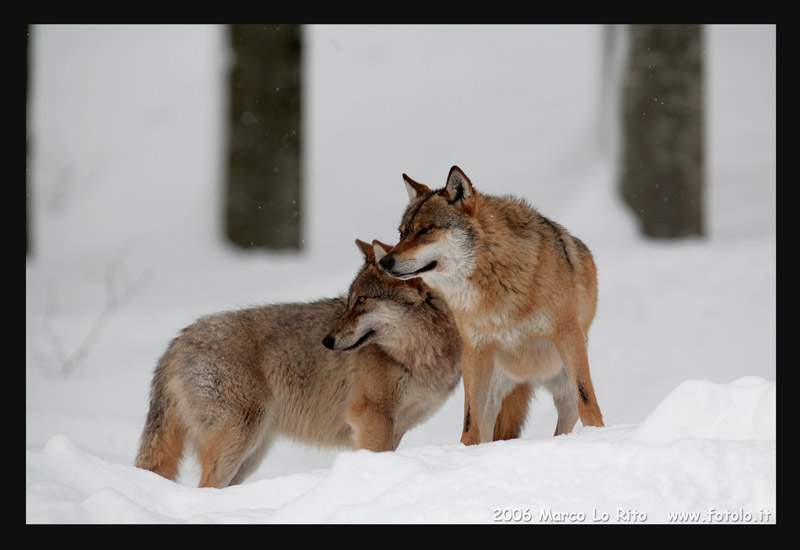 chi c'� la dietro??