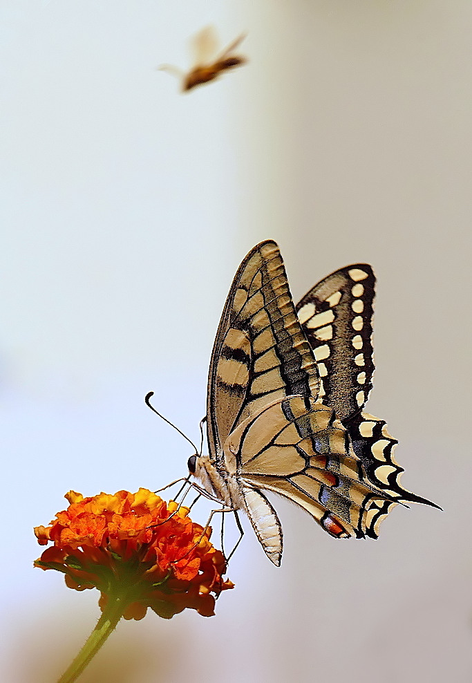 *** Con questi Droni, oramai rompono i...***