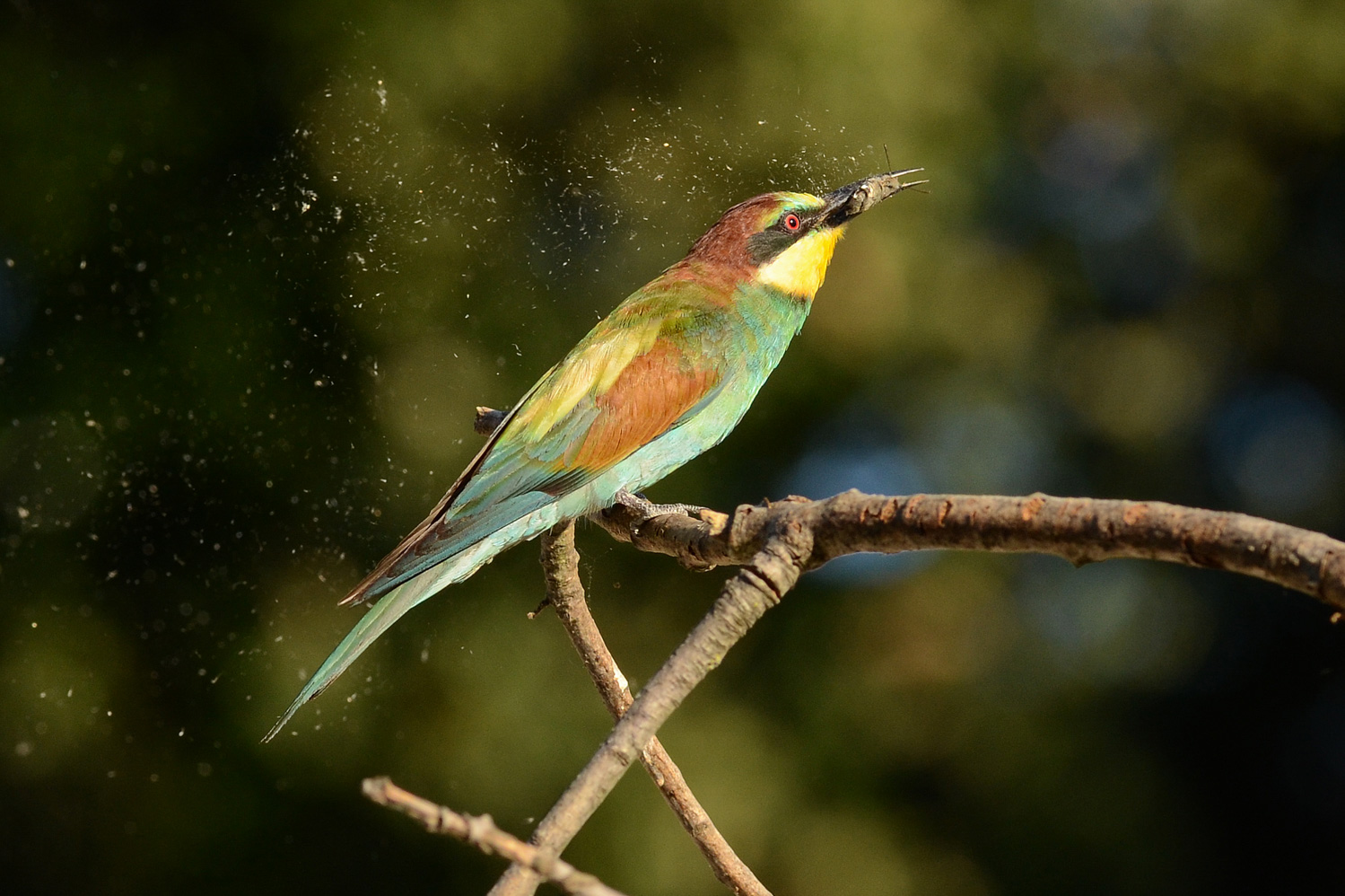 La tragica fine del macroglossum
