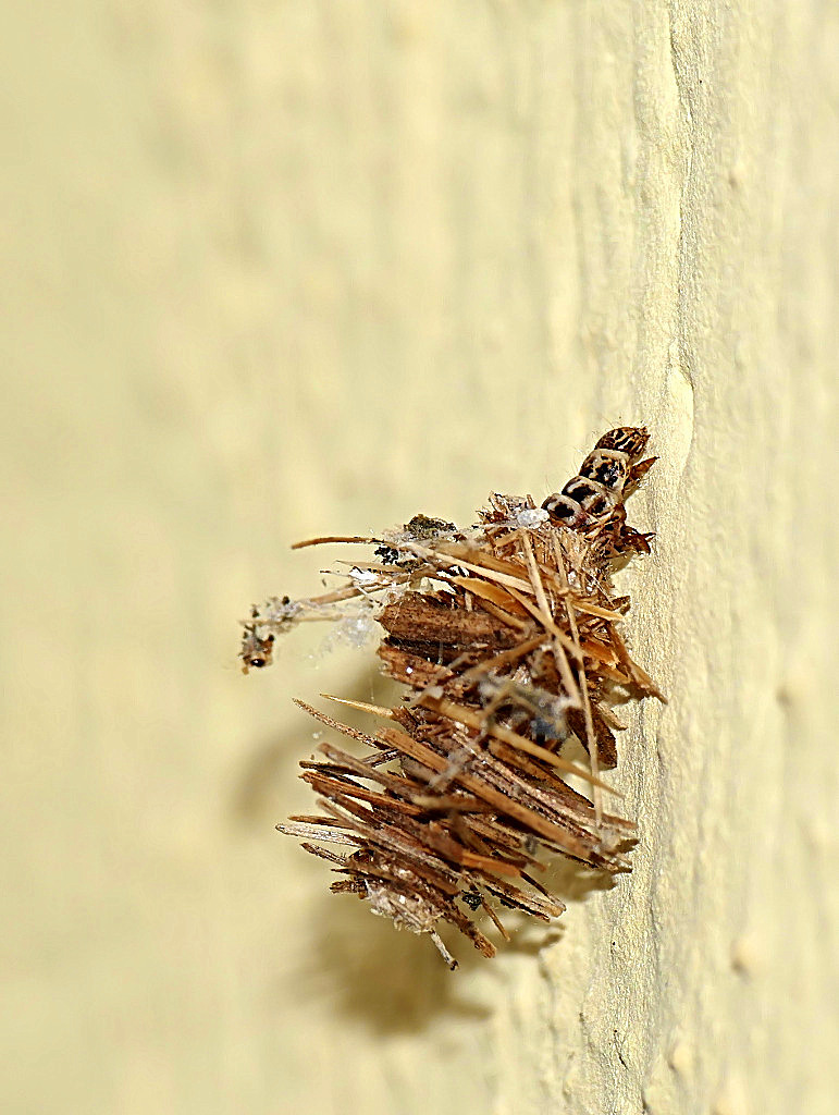 *** E c'ho anche pagato l'IMU ***