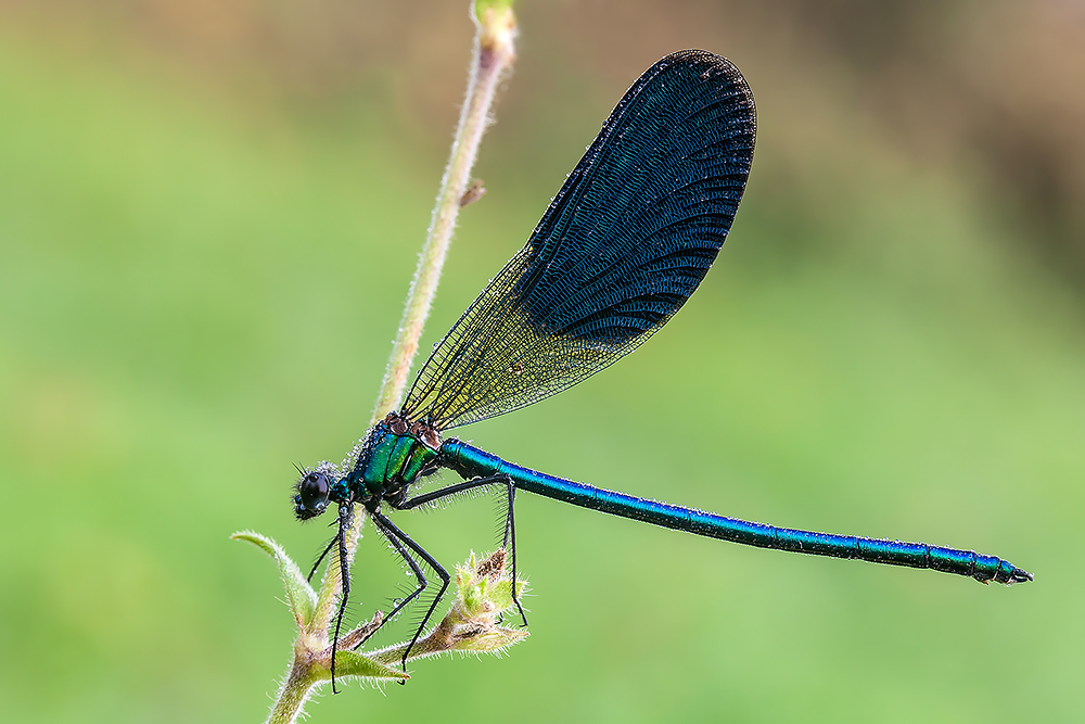Calopteryx splendens