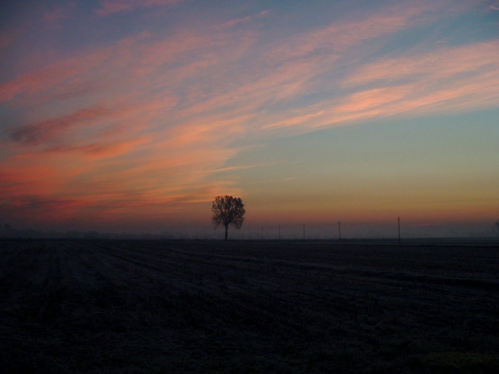 albero all'alba
