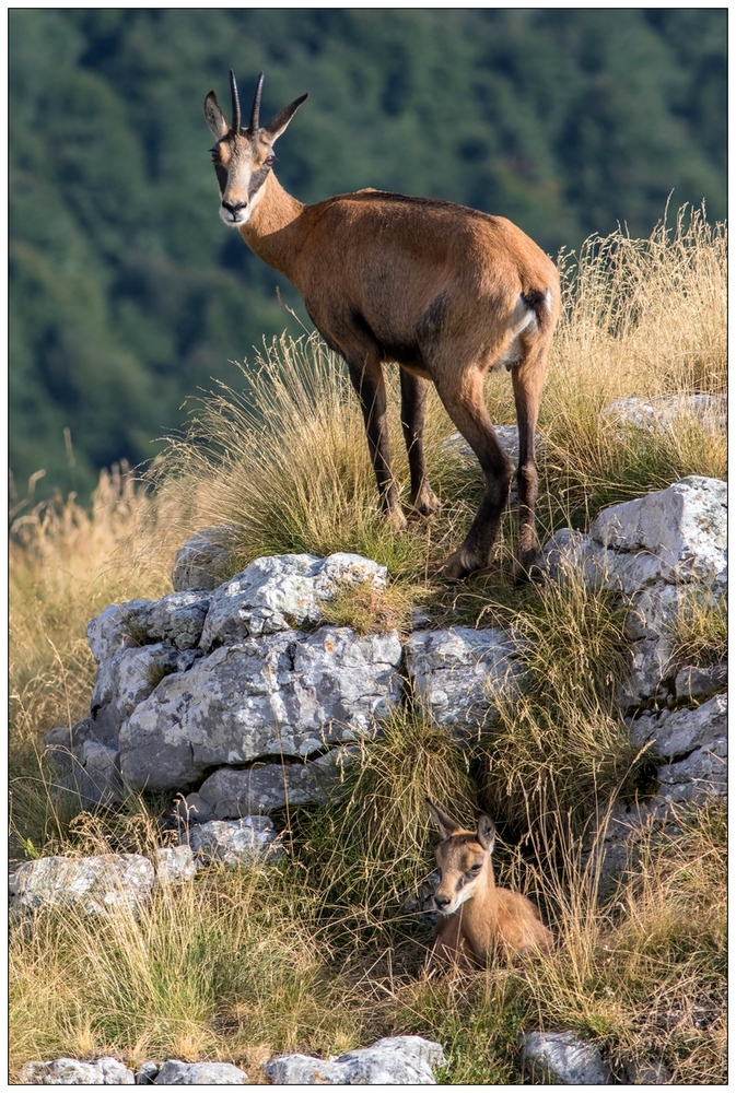 Mamma camoscio con piccolo.
