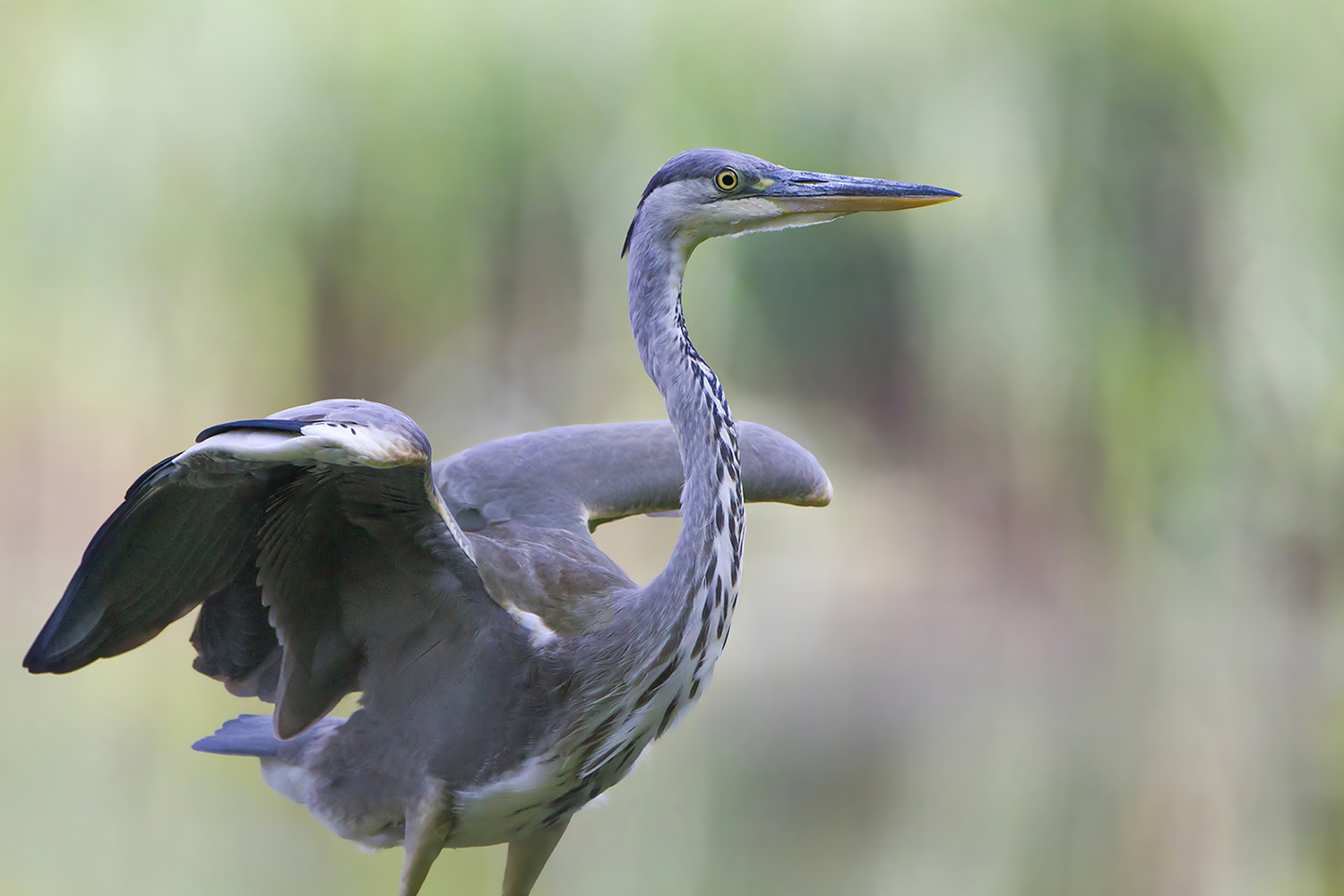 Il Cenerino... vicino.