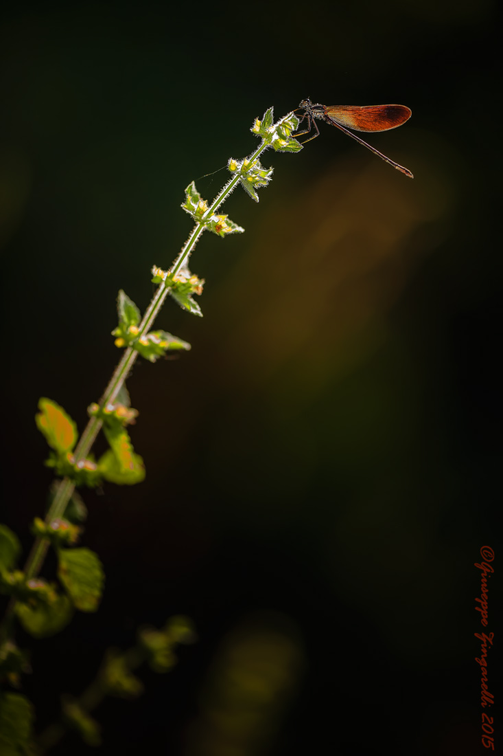 Calopteriyx Splendens