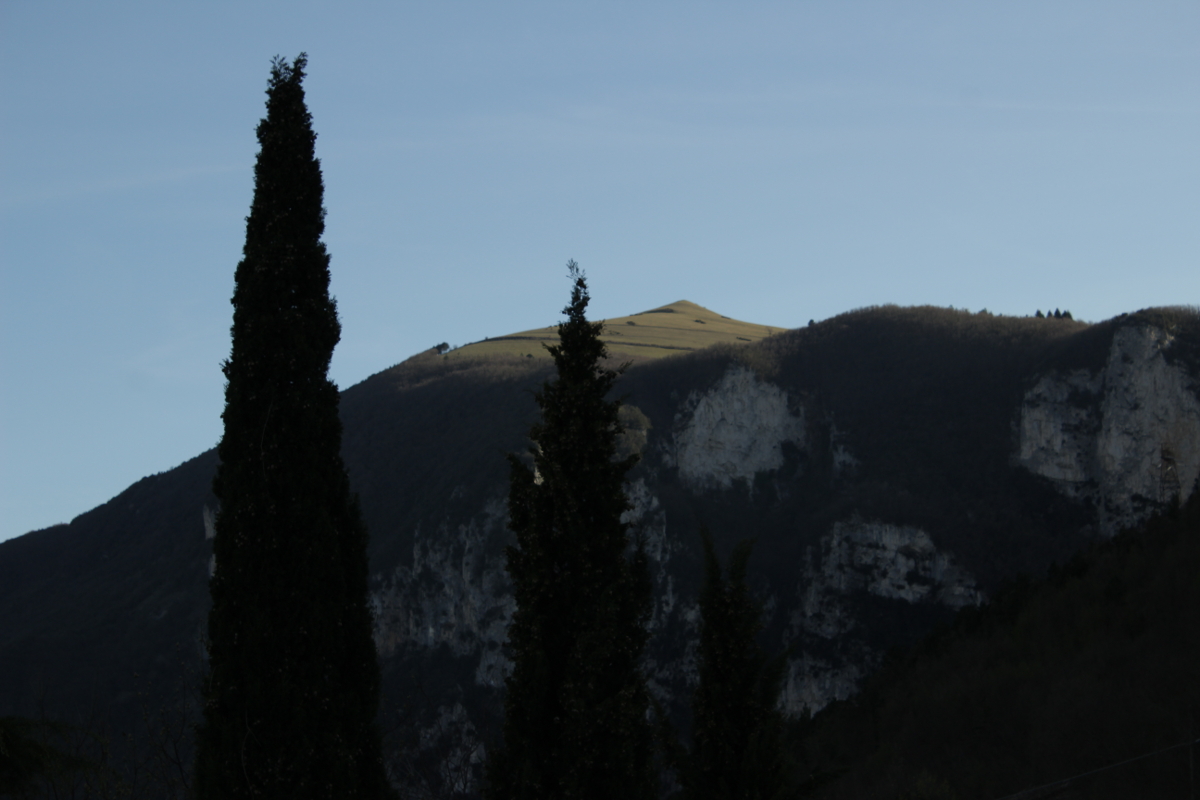 Cipressi