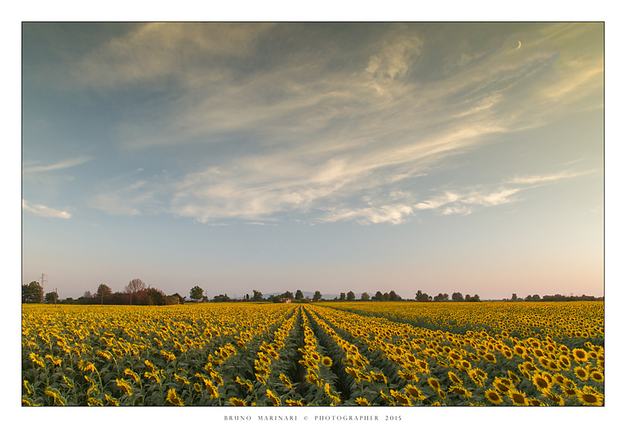 Linee tra i girasoli