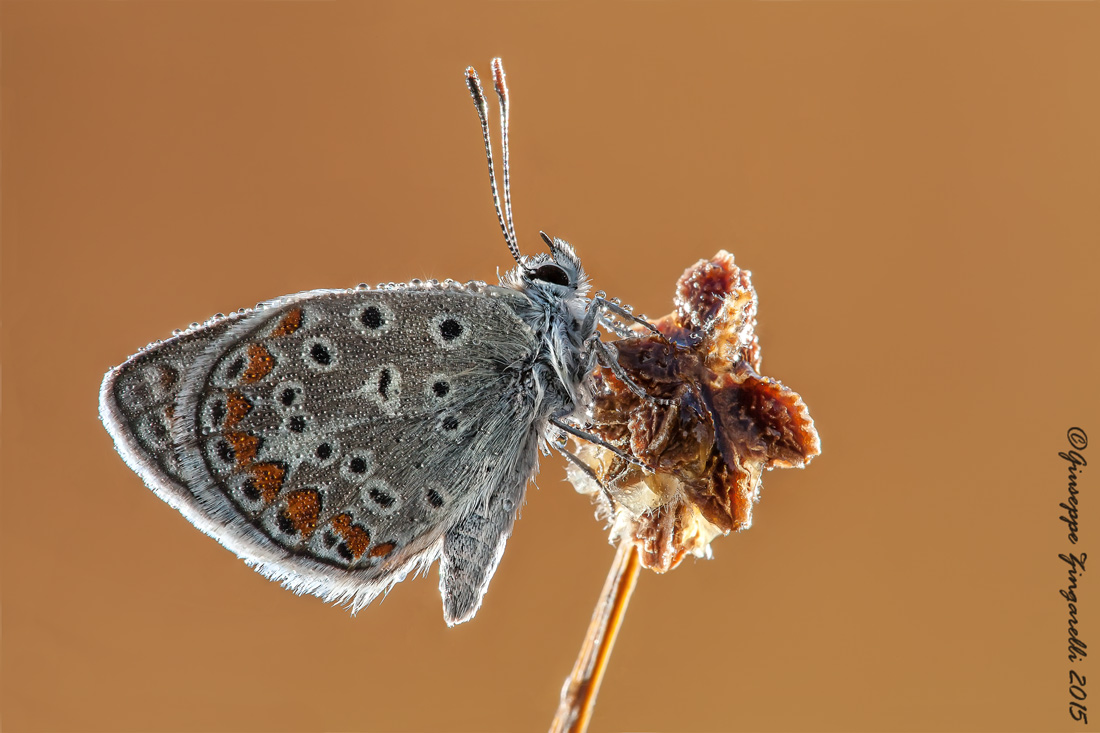 Licedine in controluce