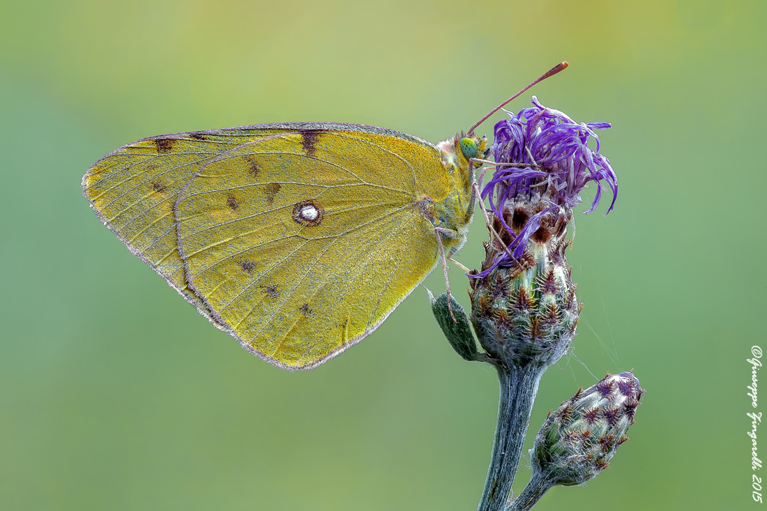 Colias Crocea