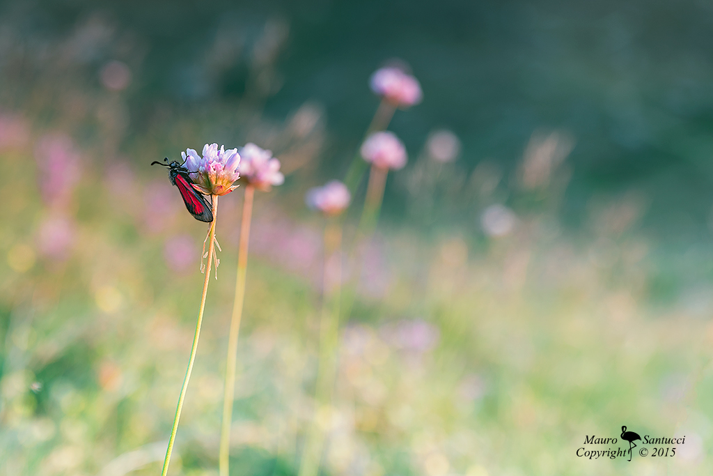 Zygaena ambientata