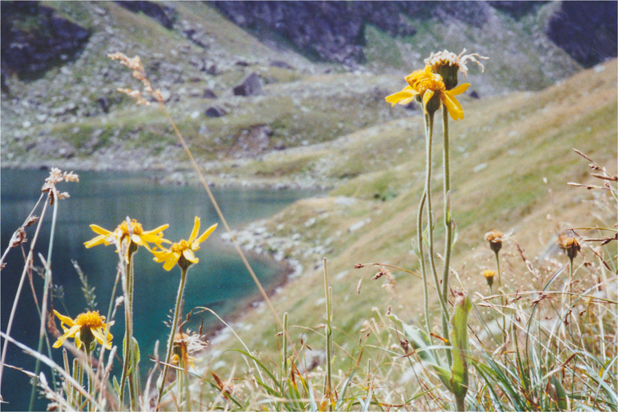 Rifugio Bertacchi - Spluga SO