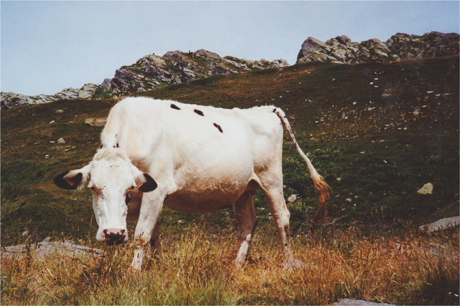 Rifugio Bertacchi - Spluga SO