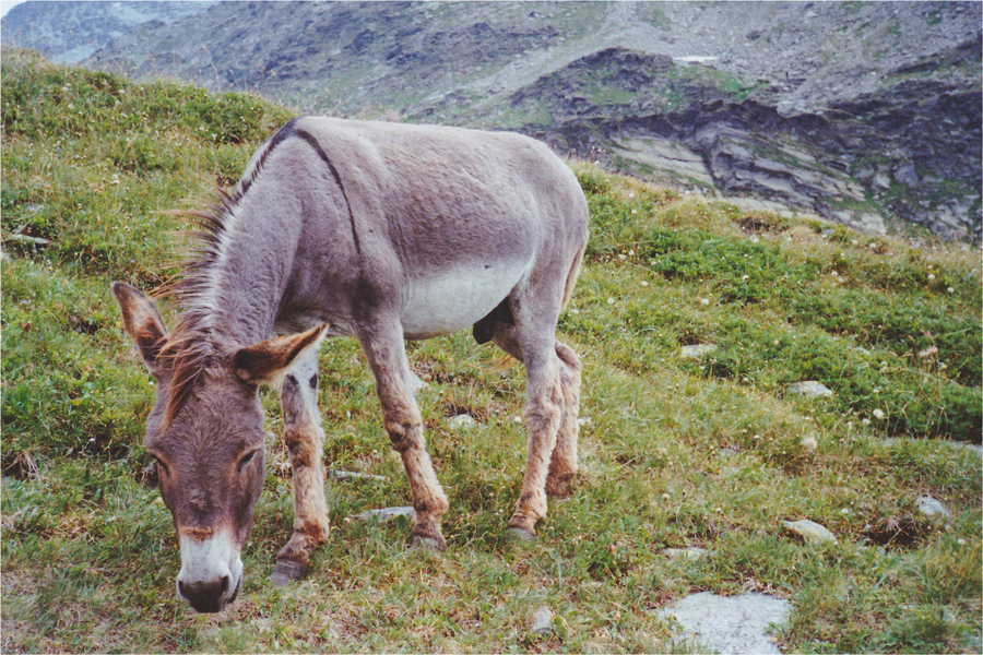 Rifugio Bertacchi - Spluga SO