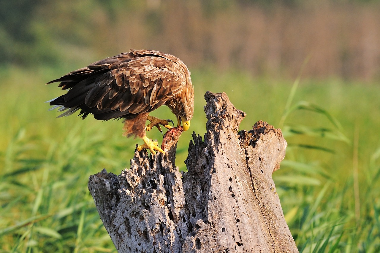 Aquila con preda