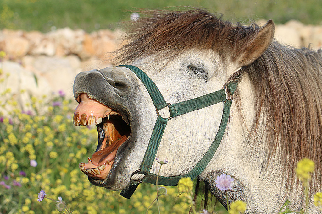 Lo voglio proprio gridare...