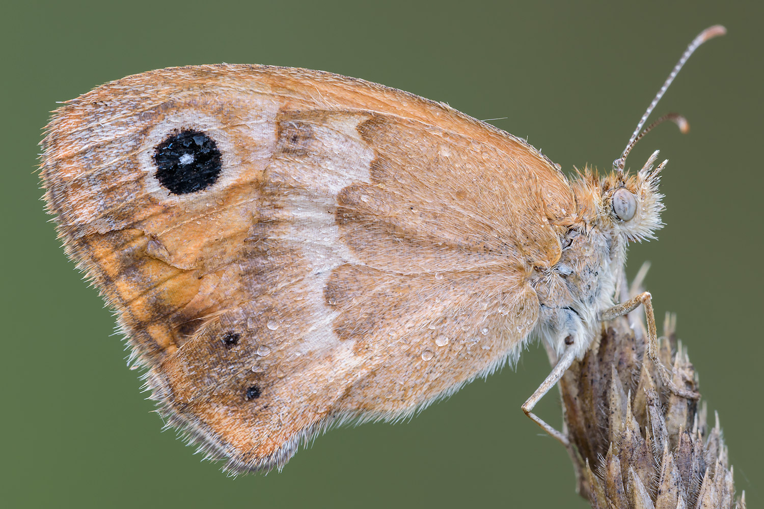 Coenonympha pamphilius