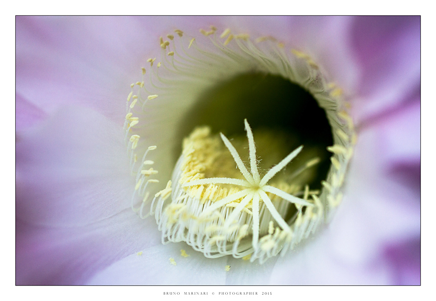 Al centro dell'essenza