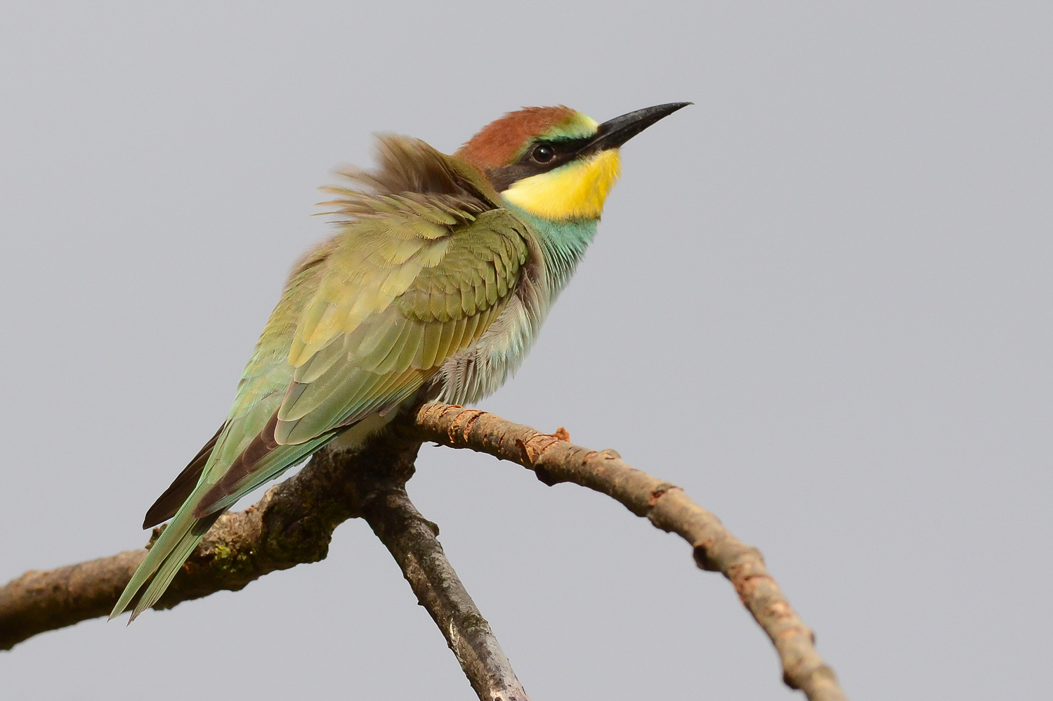 Puntando contro il cielo...