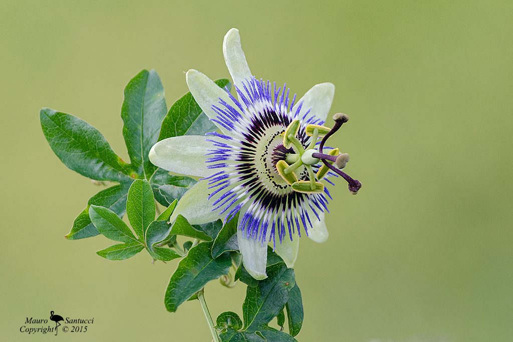 Passiflora